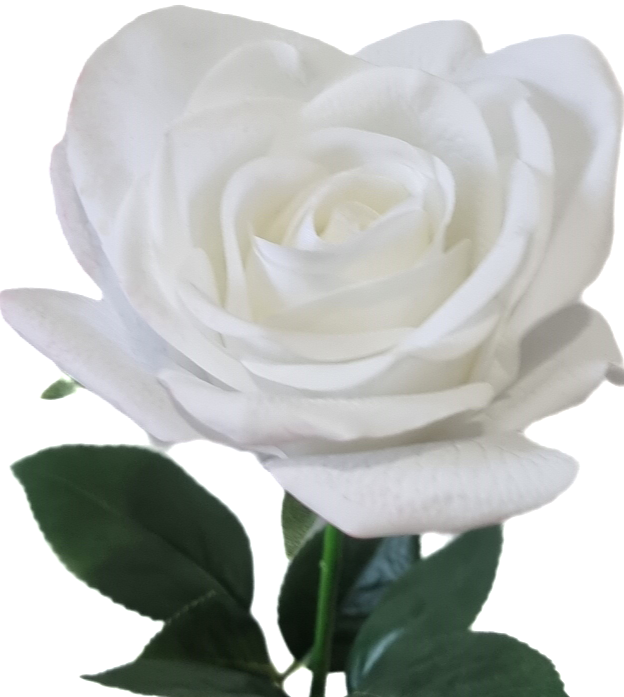 Real Touch White Open Rose