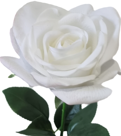 Real Touch White Open Rose