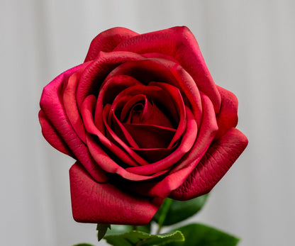 Real Touch Red Open Rose